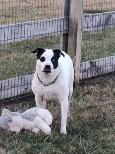 London Yelp Yard - London, OH