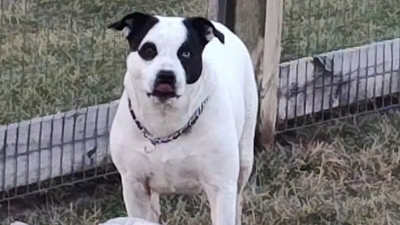 London Yelp Yard - London, OH