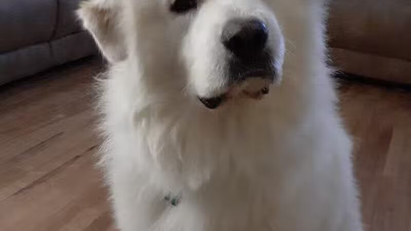 London Yelp Yard - London, OH