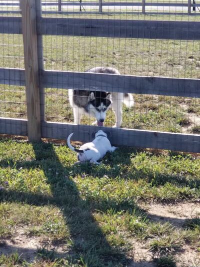 London Yelp Yard - London, OH