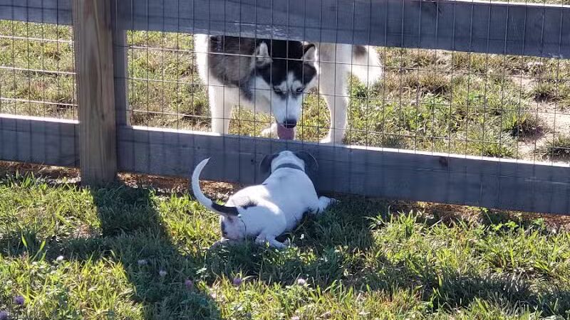 London Yelp Yard - London, OH