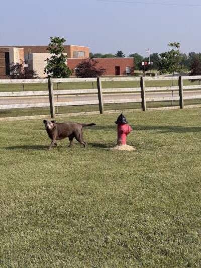 London Yelp Yard - London, OH