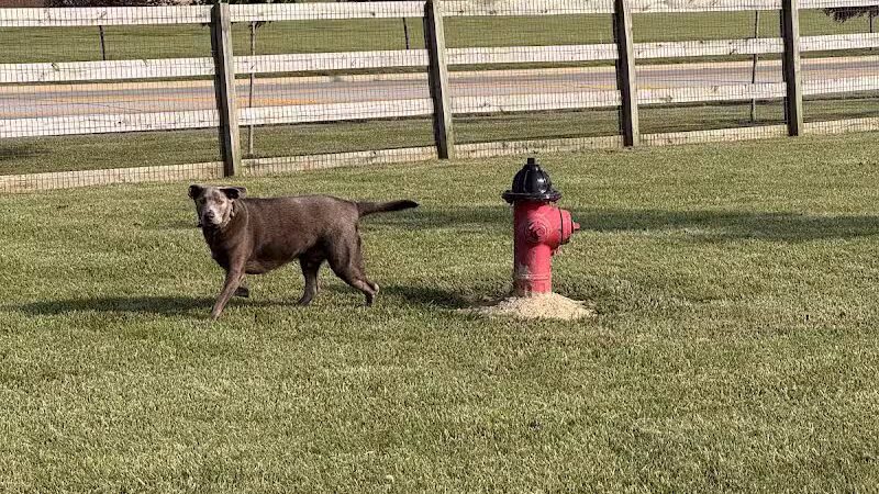 London Yelp Yard - London, OH