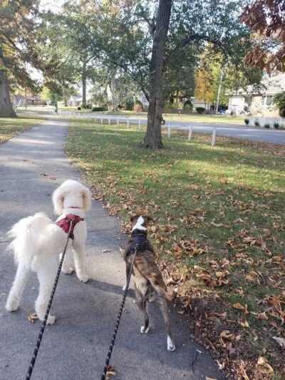 Central Park Sam Felton Memorial Park - Lorain, OH