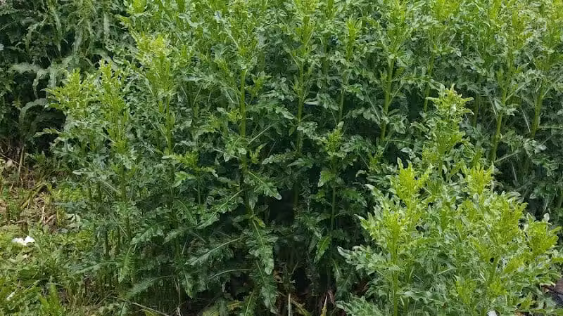 G Street Park - Lorain, OH