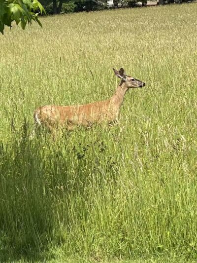 Mary C. Metzger Park - Louisville, OH