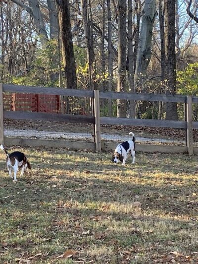 Bark Park - Loveland, OH