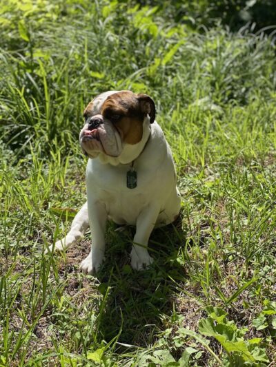 Bark Park - Loveland, OH