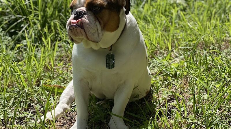 Bark Park - Loveland, OH