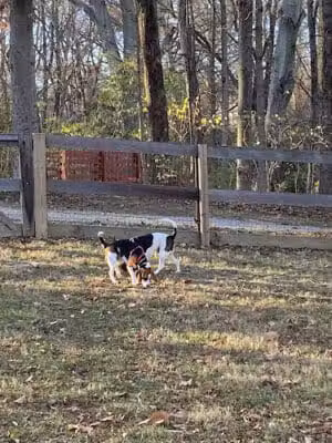 Bark Park - Loveland, OH