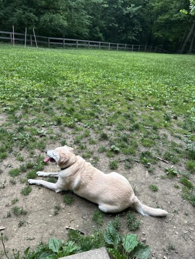 Bark Park - Loveland, OH
