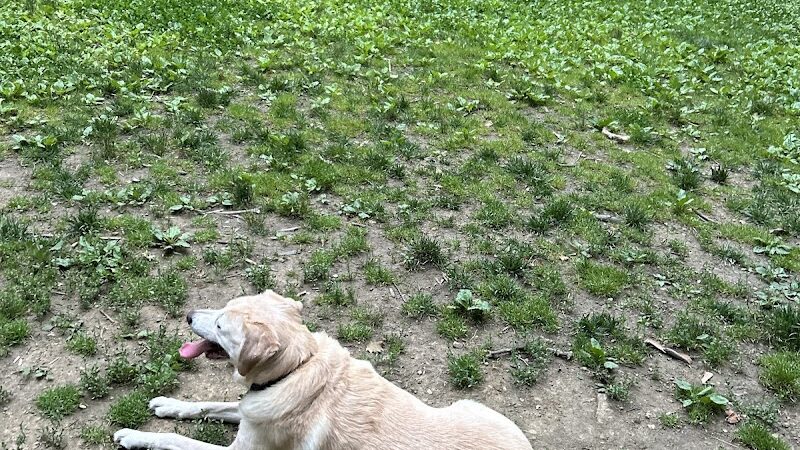 Bark Park - Loveland, OH