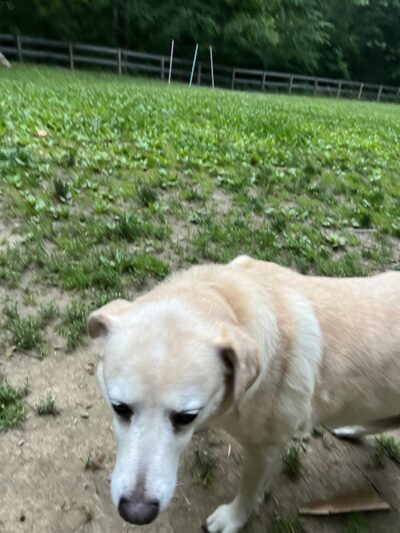 Bark Park - Loveland, OH