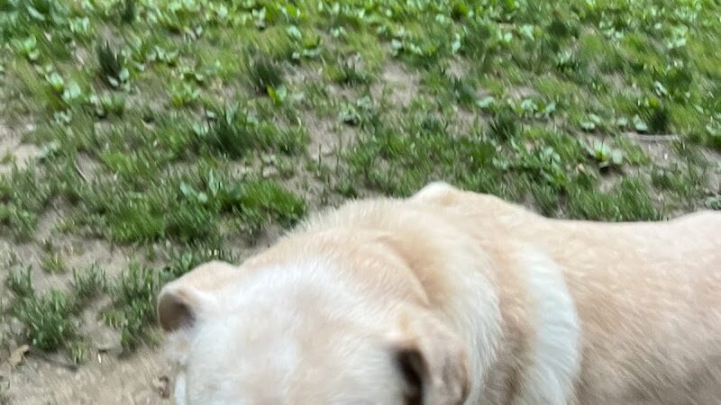 Bark Park - Loveland, OH