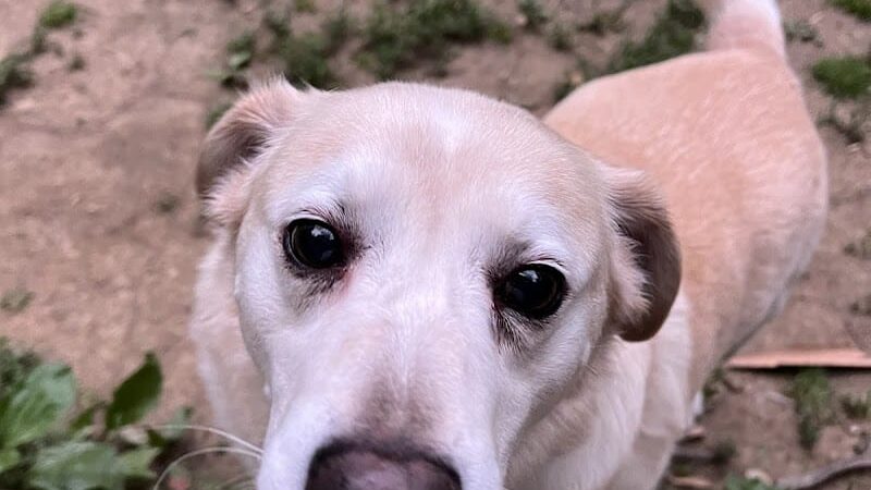 Bark Park - Loveland, OH