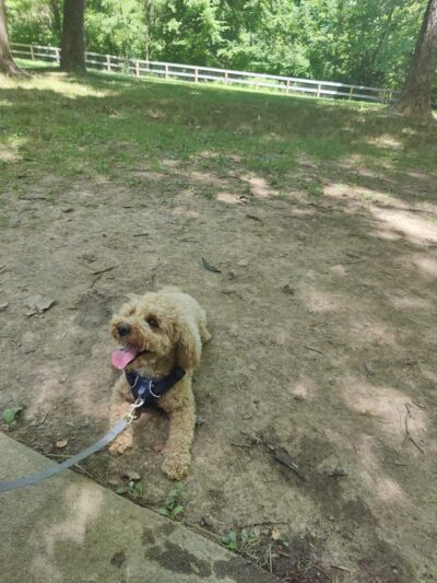 Bark Park - Loveland, OH