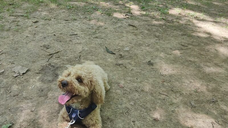 Bark Park - Loveland, OH