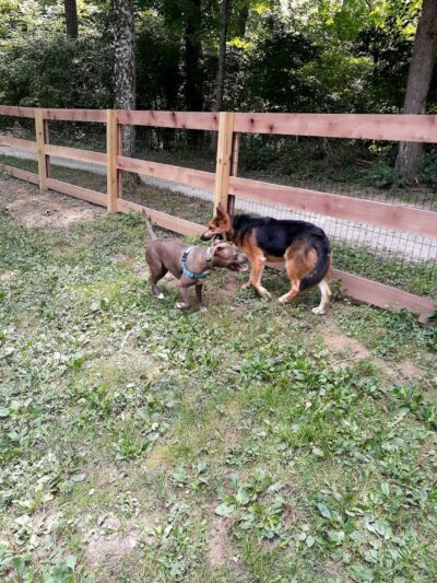 Bark Park - Loveland, OH