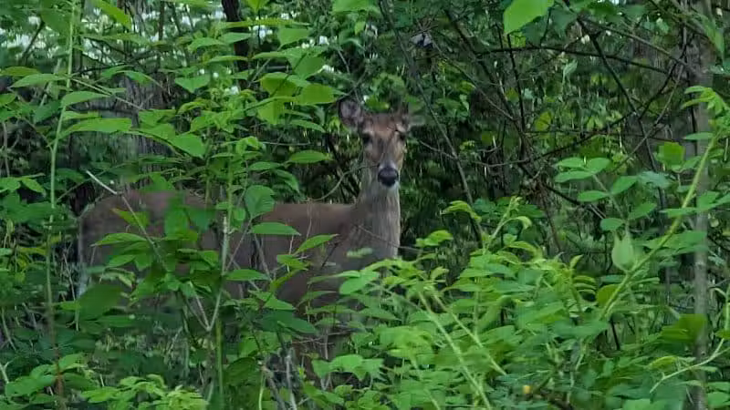 Symmes Township Park - Loveland, OH