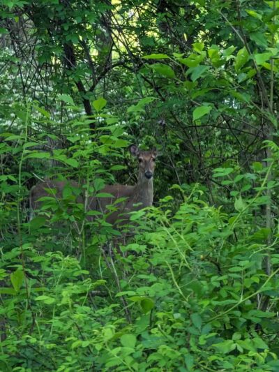 Symmes Township Park - Loveland, OH