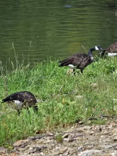Lowellville Water Front Park and Canoe Livery - Lowellville, OH
