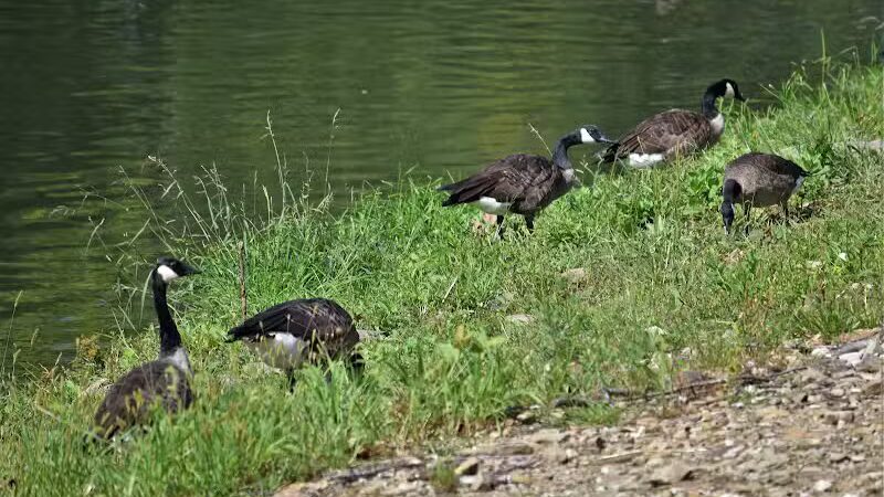 Lowellville Water Front Park and Canoe Livery - Lowellville, OH