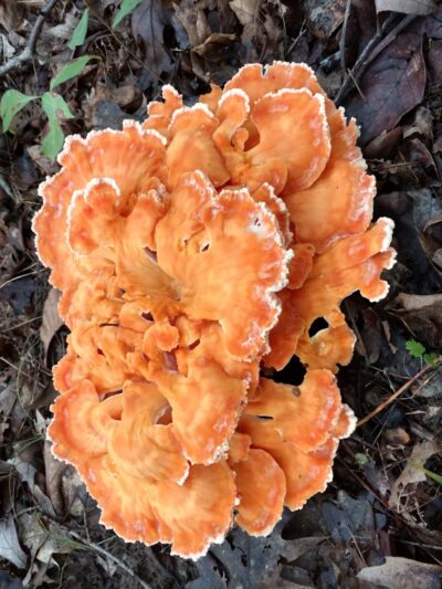 Smith Farmhouse - Lower Salem, OH