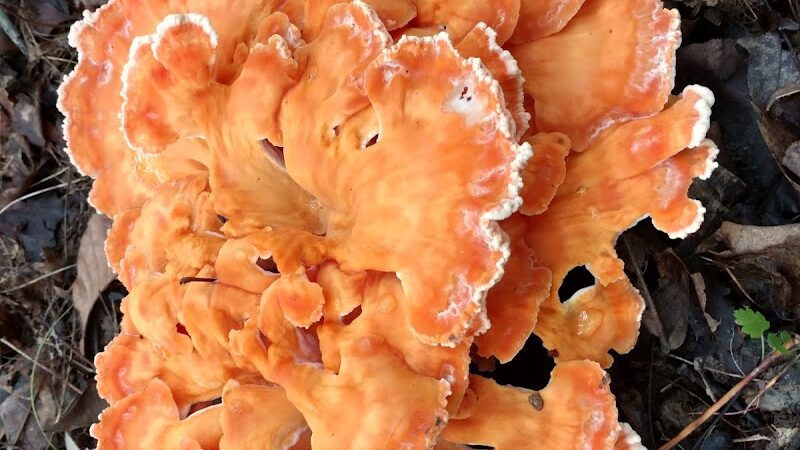 Smith Farmhouse - Lower Salem, OH