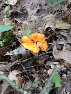 Smith Farmhouse - Lower Salem, OH