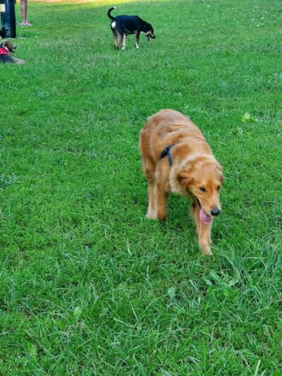 Lynchburg Dog Park - Lynchburg, VA