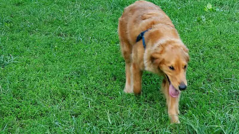 Lynchburg Dog Park - Lynchburg, VA