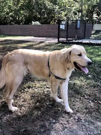 Lynchburg Dog Park - Lynchburg, VA