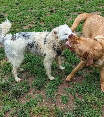 Lynchburg Dog Park - Lynchburg, VA