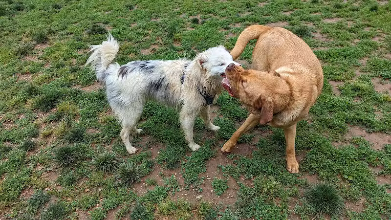 Lynchburg Dog Park - Lynchburg, VA