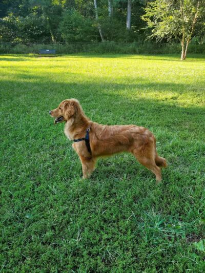 Lynchburg Dog Park - Lynchburg, VA