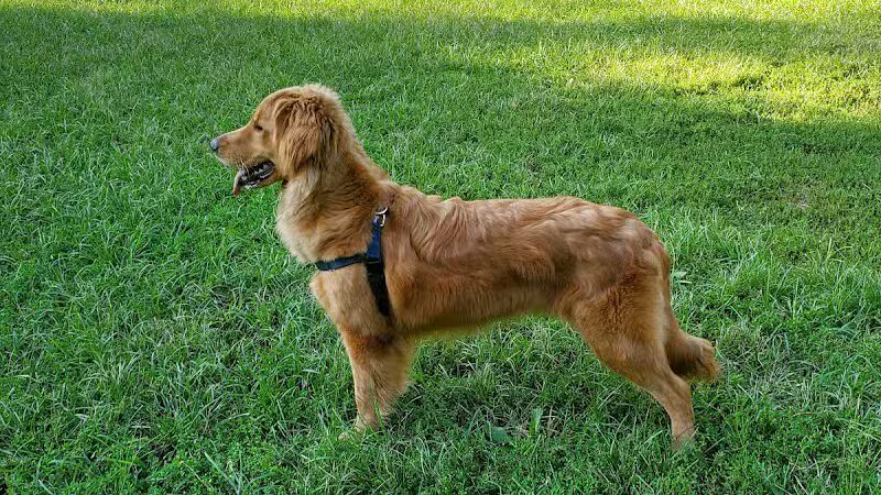 Lynchburg Dog Park - Lynchburg, VA