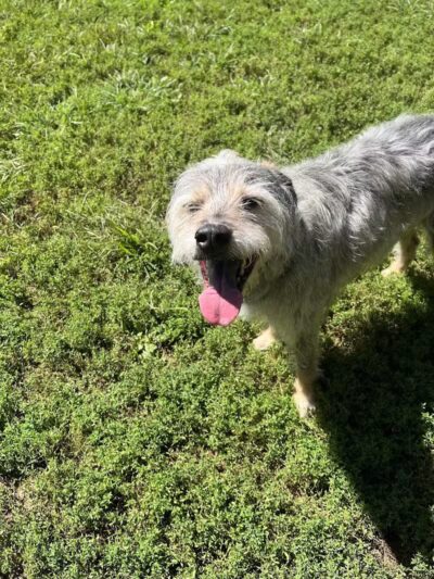 Lynchburg Dog Park - Lynchburg, VA