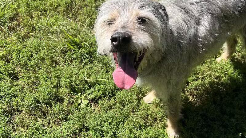 Lynchburg Dog Park - Lynchburg, VA