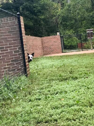 Lynchburg Dog Park - Lynchburg, VA