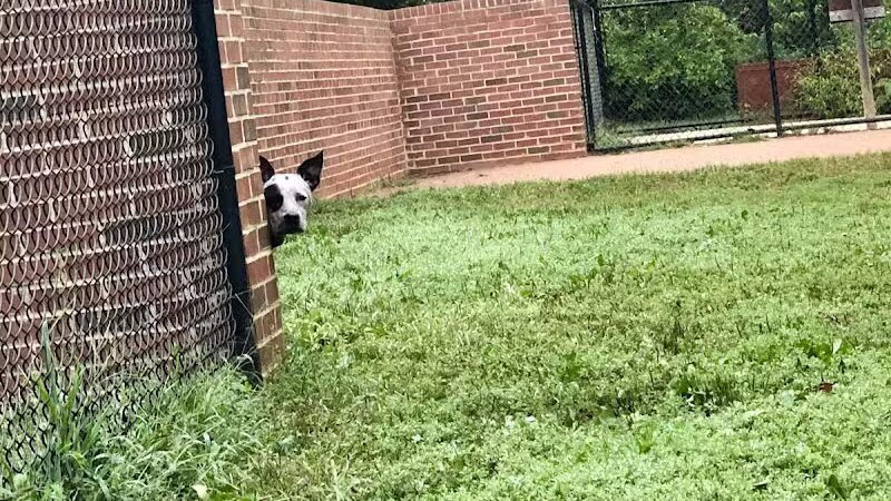 Lynchburg Dog Park - Lynchburg, VA