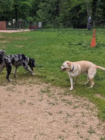 Lynchburg Dog Park - Lynchburg, VA
