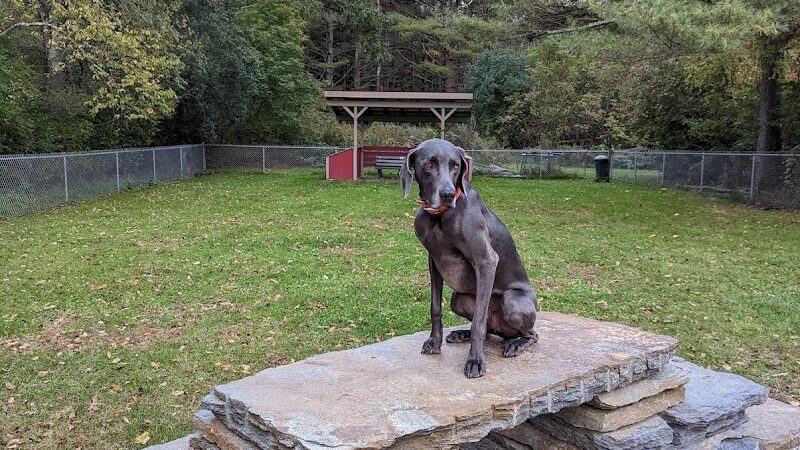 Manchester Dog Park - Manchester Center, VT