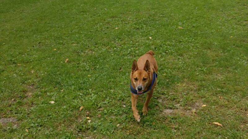 Manchester Dog Park - Manchester Center, VT