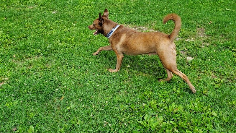 Manchester Dog Park - Manchester Center, VT
