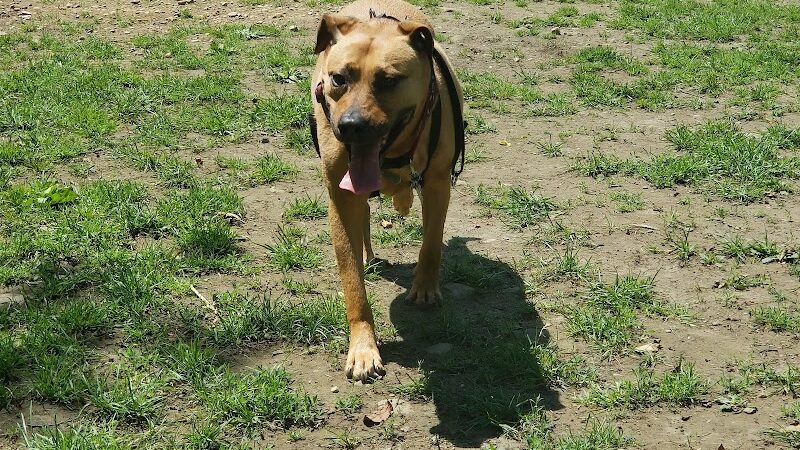 Manchester Dog Park - Manchester Center, VT