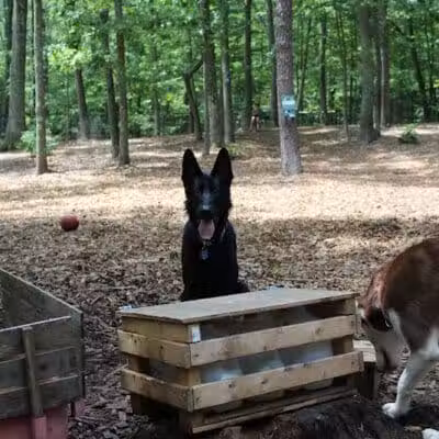 Manchester Dog Park - Manchester, CT