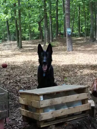 Manchester Dog Park - Manchester, CT