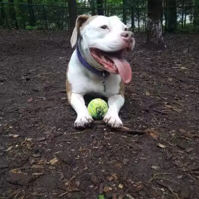 Manchester Dog Park - Manchester, CT