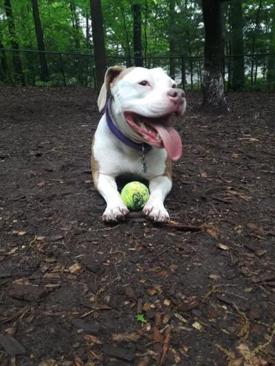 Manchester Dog Park - Manchester, CT
