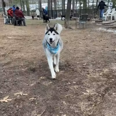 Manchester Dog Park - Manchester, CT